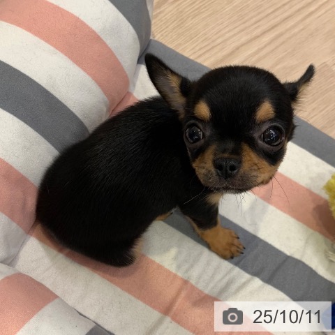 チワワの写真