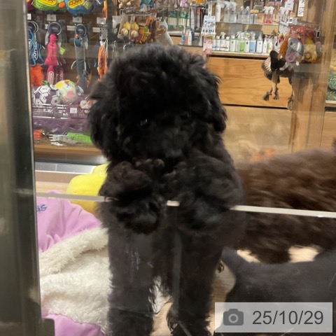 トイ・プードルの写真