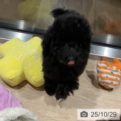 トイ・プードルの写真