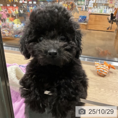 トイ・プードルの写真