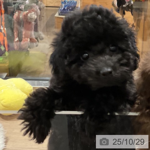 トイ・プードルの写真