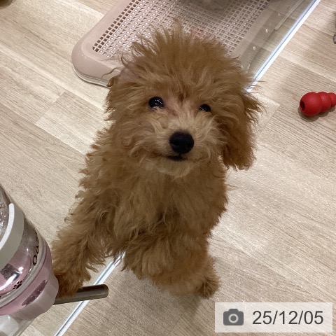 東京都のトイプードル(トイ) (ペットプラス MARK IS 葛飾かなまち店/2025年8月11日生まれ/男の子/レッド)の子犬の4枚目の画像