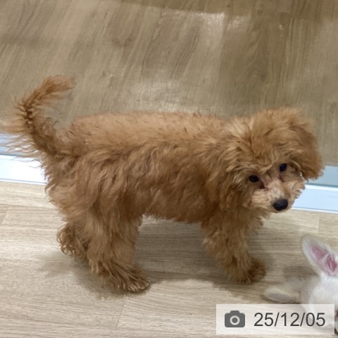 東京都のトイプードル(トイ) (ペットプラス MARK IS 葛飾かなまち店/2025年8月11日生まれ/男の子/レッド)の子犬の3枚目の画像