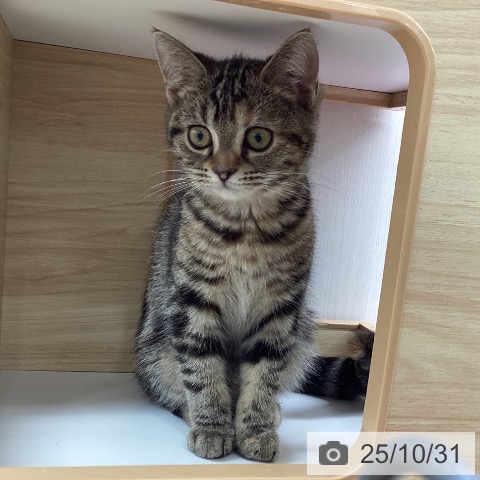 アメリカンショートヘアの写真