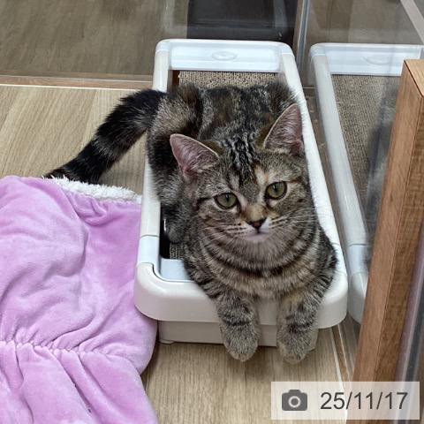 アメリカンショートヘアの写真