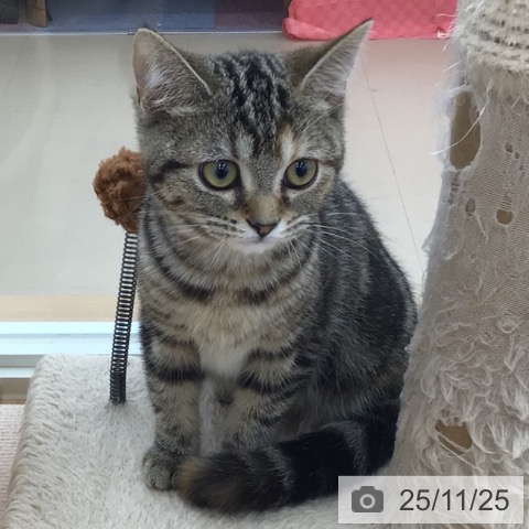 アメリカンショートヘアの写真