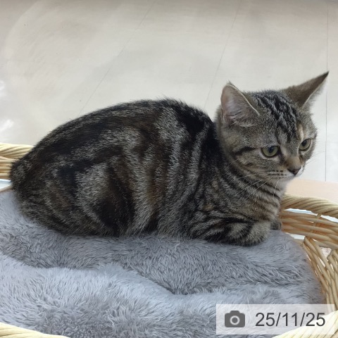 アメリカンショートヘアの写真