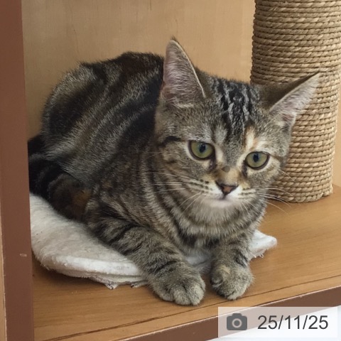 アメリカンショートヘアの写真