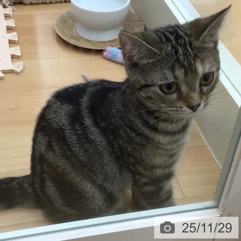 青森県のアメリカンショートヘアー (ペットプラス 青森浜田店/2025年7月18日生まれ/女の子/ブラウンパッチドタビー)の子猫の4枚目の画像