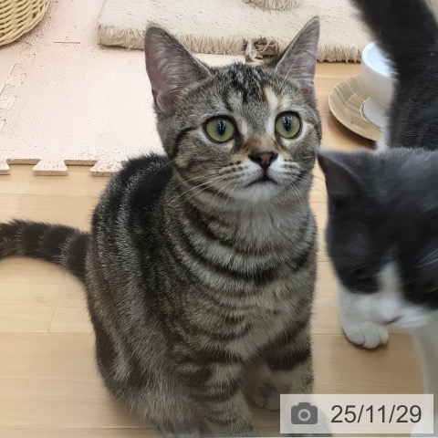 青森県のアメリカンショートヘアー (ペットプラス 青森浜田店/2025年7月18日生まれ/女の子/ブラウンパッチドタビー)の子猫の3枚目の画像