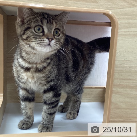 アメリカンショートヘアの写真