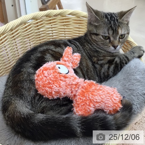 青森県のアメリカンショートヘアー (ペットプラス 青森浜田店/2025年7月18日生まれ/女の子/ブラウンパッチドタビー)の子猫の3枚目の画像