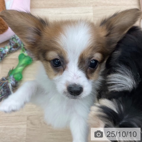 パピヨンの写真