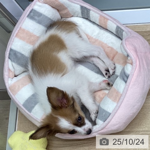 パピヨンの写真