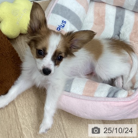 パピヨンの写真