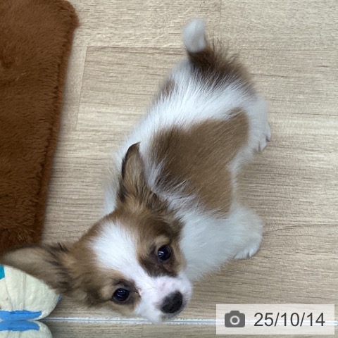 パピヨンの写真