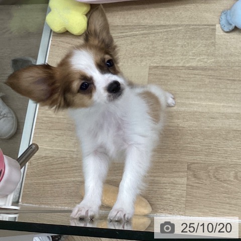 パピヨンの写真