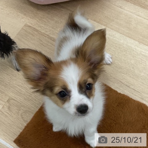 パピヨンの写真