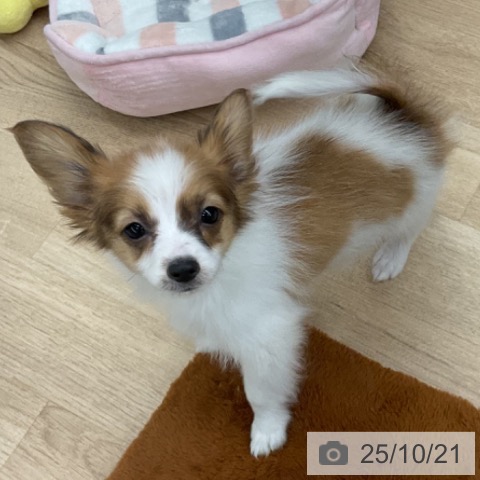 パピヨンの写真