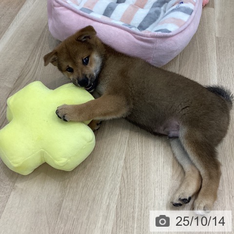 柴の写真