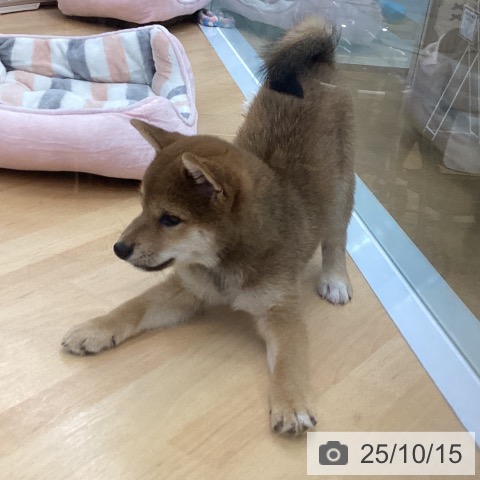 柴の写真