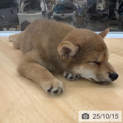 柴の写真