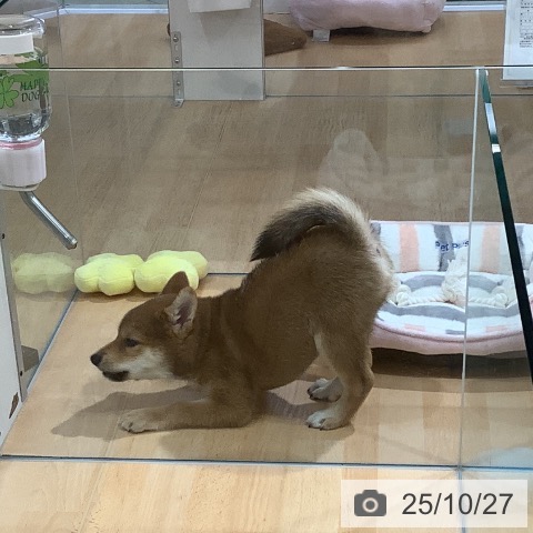 柴の写真