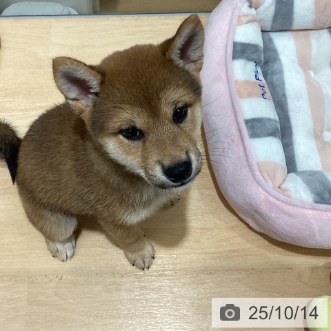 柴の写真