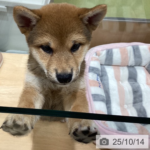 柴の写真