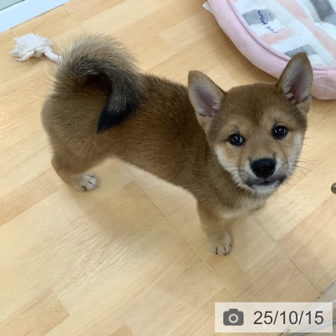 柴の写真