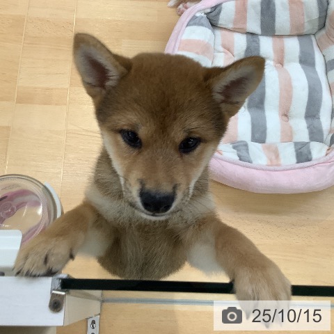 柴の写真