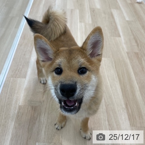 神奈川県の柴犬(標準サイズ) (ペットプラス 相模原並木店/2025年8月11日生まれ/女の子/赤)の子犬の4枚目の画像