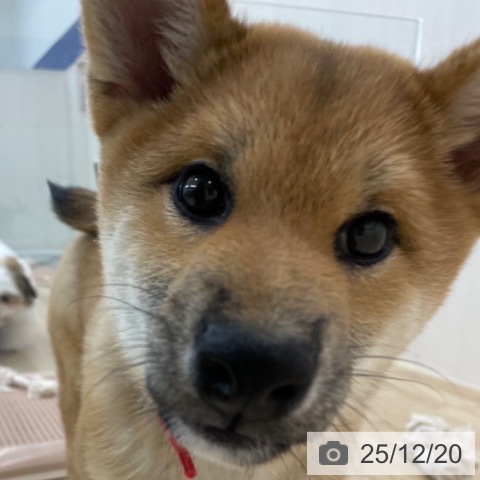 神奈川県の柴犬(標準サイズ) (ペットプラス 相模原並木店/2025年8月11日生まれ/女の子/赤)の子犬の4枚目の画像