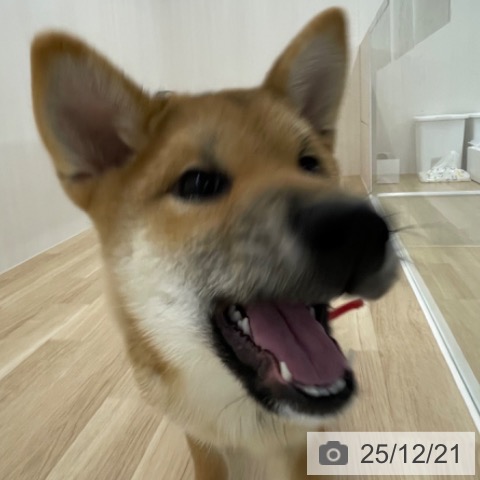 神奈川県の柴犬(標準サイズ) (ペットプラス 相模原並木店/2025年8月11日生まれ/女の子/赤)の子犬の4枚目の画像