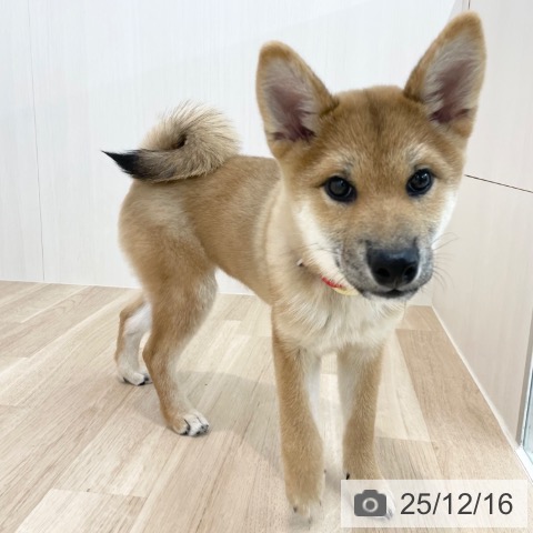 神奈川県の柴犬(標準サイズ) (ペットプラス 相模原並木店/2025年8月11日生まれ/女の子/赤)の子犬の3枚目の画像