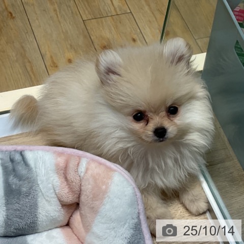 ポメラニアンの写真