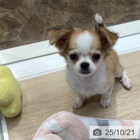 チワワの写真
