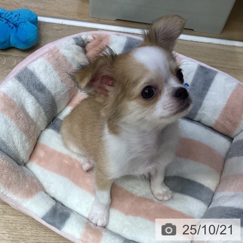 チワワの写真