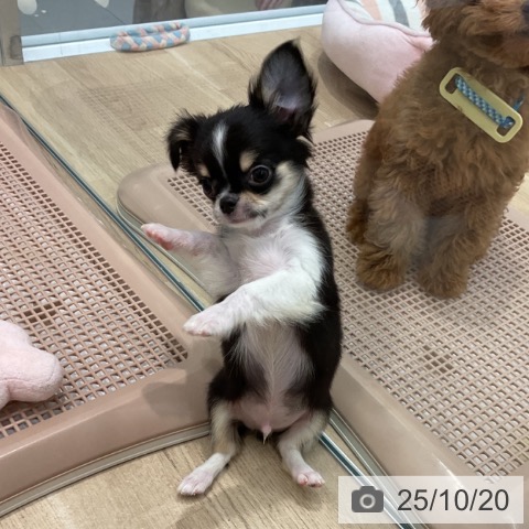 チワワの写真