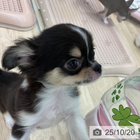 チワワの写真