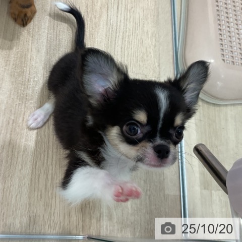 チワワの写真