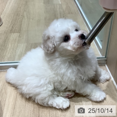 ビション・フリーゼの写真