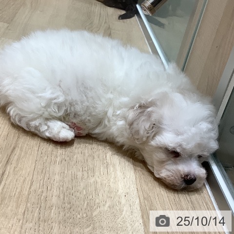 ビション・フリーゼの写真