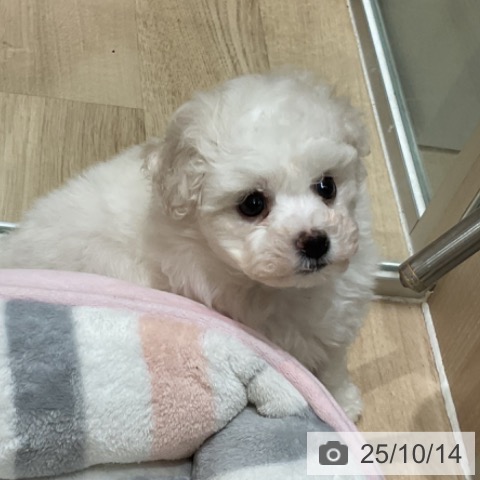 ビション・フリーゼの写真