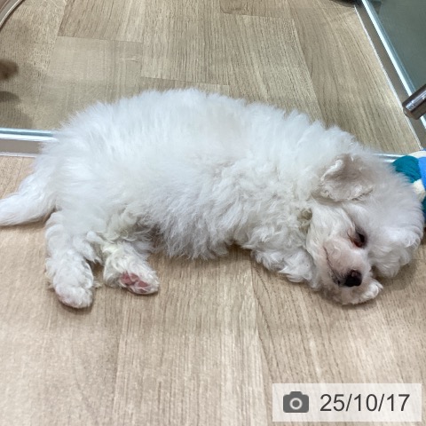 ビション・フリーゼの写真