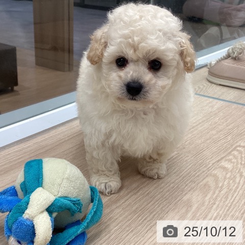 トイ・プードルの写真