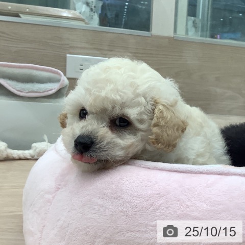 トイ・プードルの写真