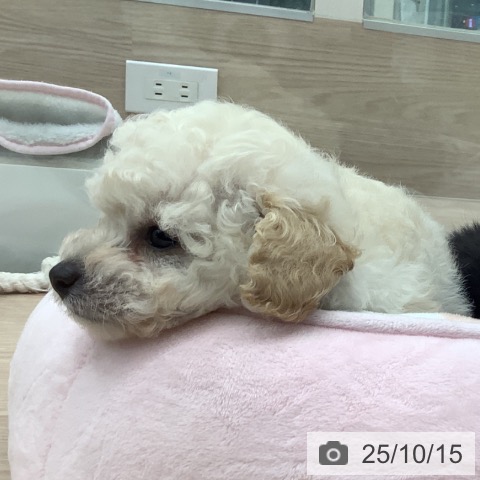 トイ・プードルの写真