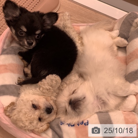 トイ・プードルの写真