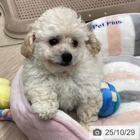 トイ・プードルの写真